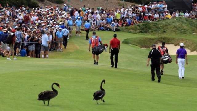 <p>
	Страхът от черни лебеди ще изплаши &quot;тълпата&quot;. <em>Снимка: Getty</em></p>
