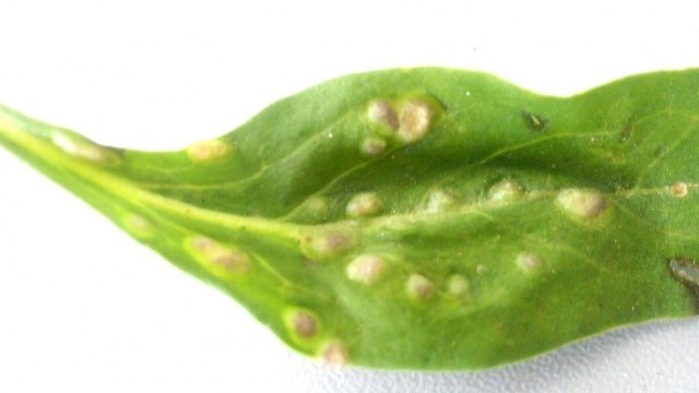 <p>
	<em>Снимка:&nbsp;БАБХ</em></p>
