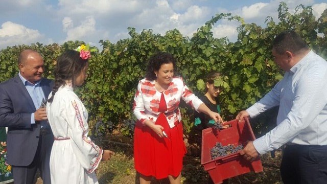 <p>
	<em>Министър Десислава Танева и директорът на ИАЛВ&nbsp; Красимир Коев откриха гроздобера в с. Устина, в лозовия масив на изба &quot;Вила Юстина&quot;. Снимка: МЗХ</em></p>
