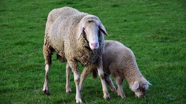 <p>
	<em>Снимка: Pixabay</em></p>
