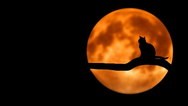 Снимка: Pixabay