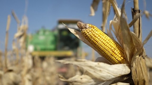 Васил Симов: Рекордното производство на царевица може да намали цената ѝ