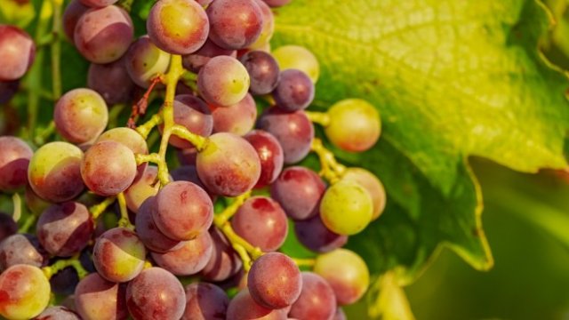 <p>
	<em>Снимка: Pixabay</em></p>
