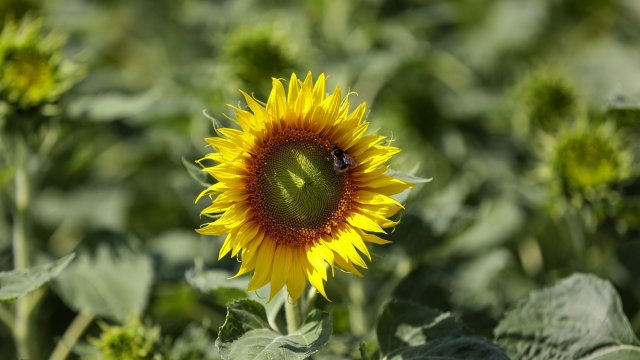 Снимка: Bloomberg LP