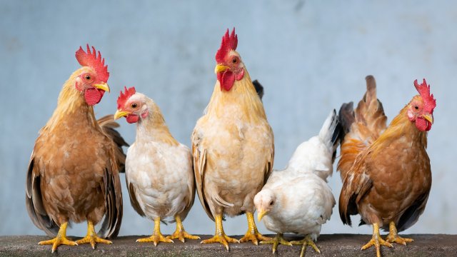 Снимка: Pixabay