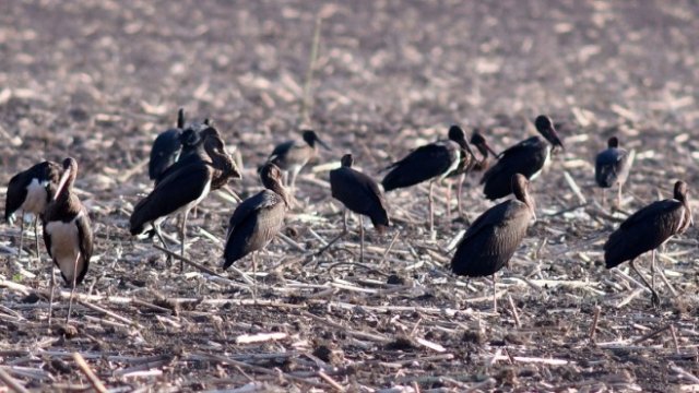 <p>
	Ято черни щъркели в нива край село Китанчево, Разградска област.<em> Снимка: БТА</em></p>
