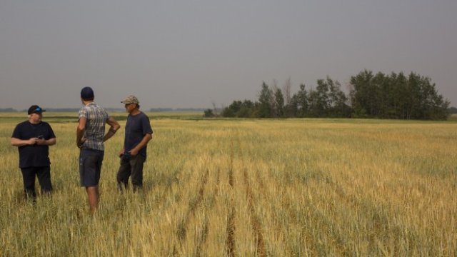 <p>
	Инспекция на засегната от сушата реколта в Саскачуан. <em>Снимка: Bloomberg</em></p>
