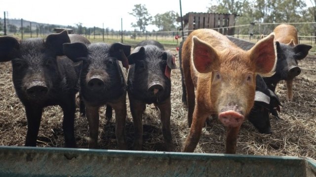 <p>
	<em>Снимка: Pixabay</em></p>
