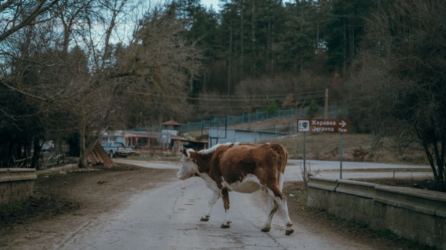 Снимка: Pexels