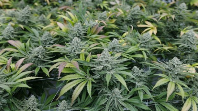 <p>
	<em>Снимка: Bloomberg L.P.</em></p>
