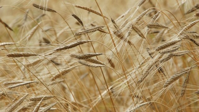 <p>
	<em>Снимка: Pixabay</em></p>
