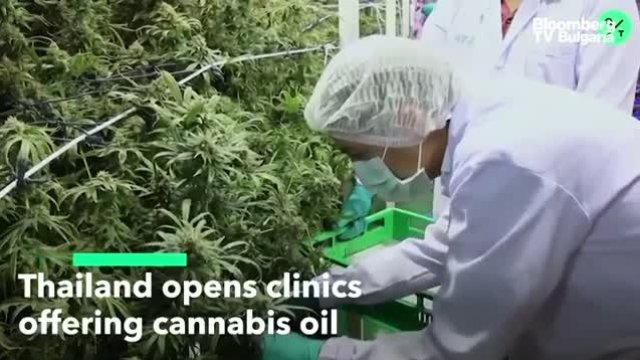 Клиники в Тайланд вече предлагат лечебна марихуана