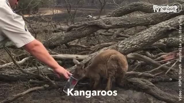 Пожарите в Австралия станаха причина за смъртта на над милиард животни