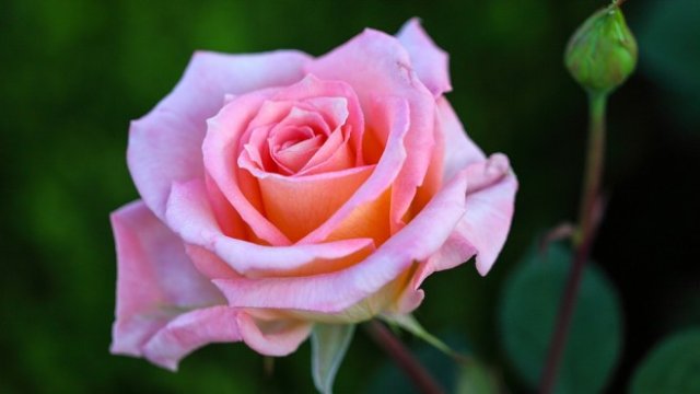 <p>
	<em>Снимка: Pixabay</em></p>
