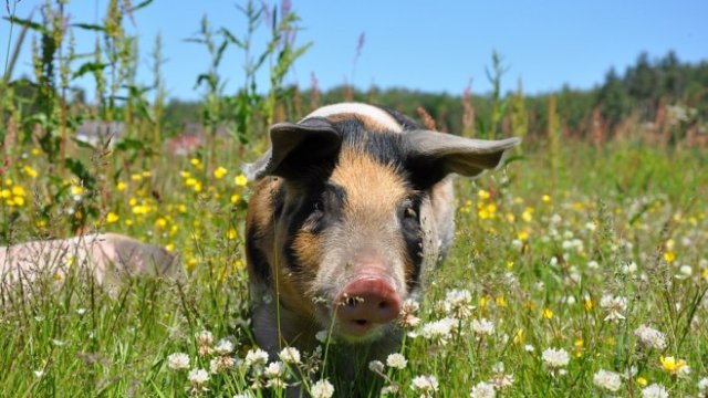 <p>
	<em>Снимка: Pixabay</em></p>
