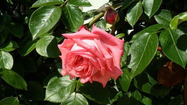 Снимка: Pixabay