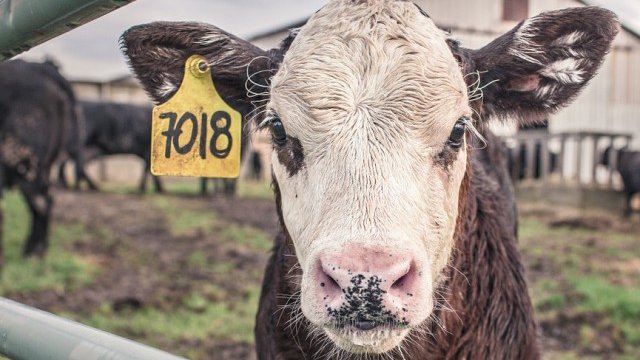 Фонд "Земеделие" изплати над 60 млн. лв. на животновъди 