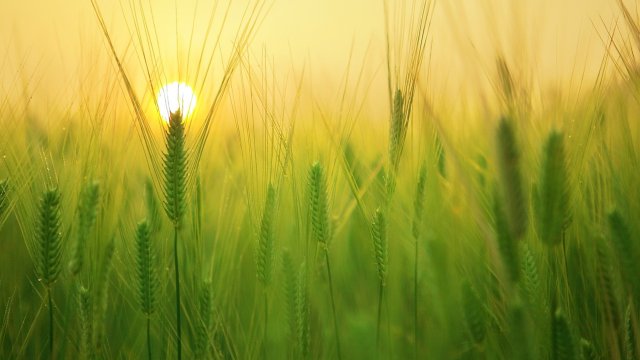 Снимка: Pixabay