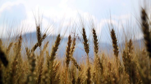 <p>
	<em>Снимка: Piaxabay</em></p>
