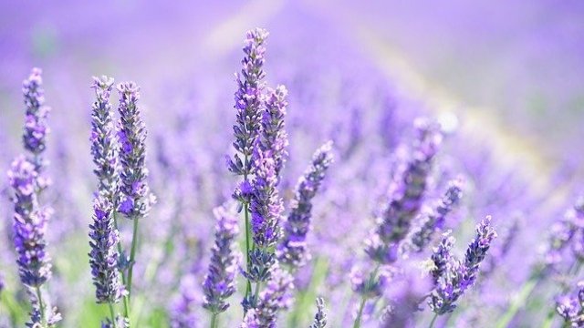 <p>
	<em>Снимка: Pixabay</em></p>
