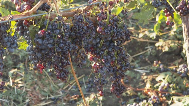 Снимка: Лозя край Поморие след бурята. БГНЕС/ИВАН ЯНЕВ