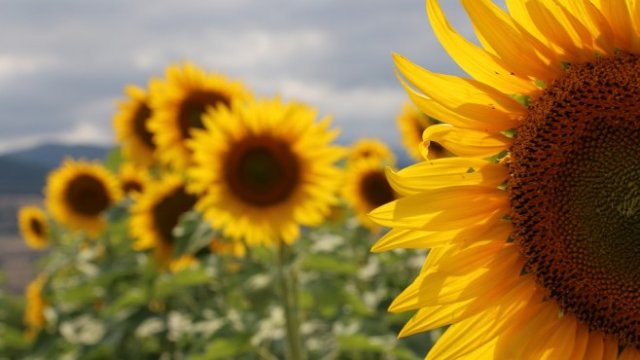 <p>
	<em>Снимка: Pixabay</em></p>
