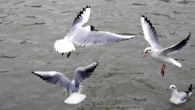 <p>
	<em>Снимка: Pixabay</em></p>
