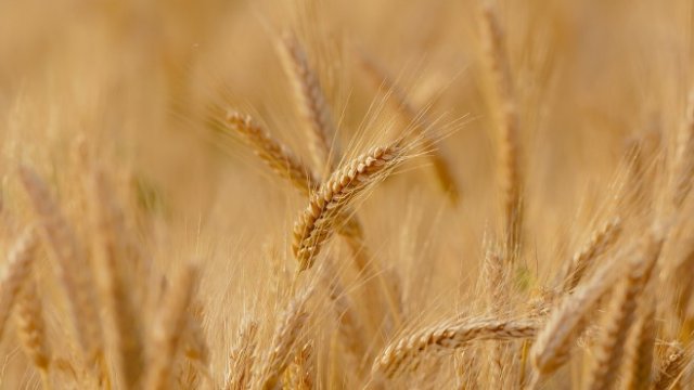 <p>
	<em>Снимка: Pixabay</em></p>
