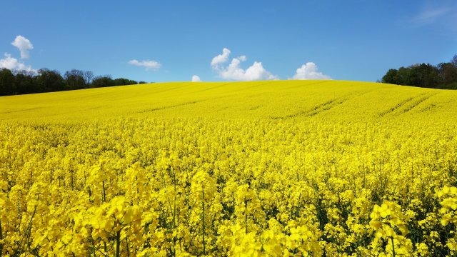 Снимка: Pixabay