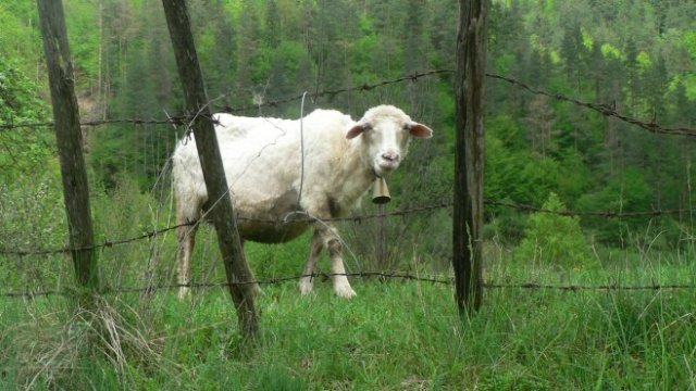 <p>
	<em>Снимка: Investor.bg</em></p>
