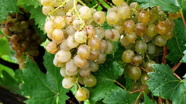 <p>
	<em>Снимка: Pixabay</em></p>
