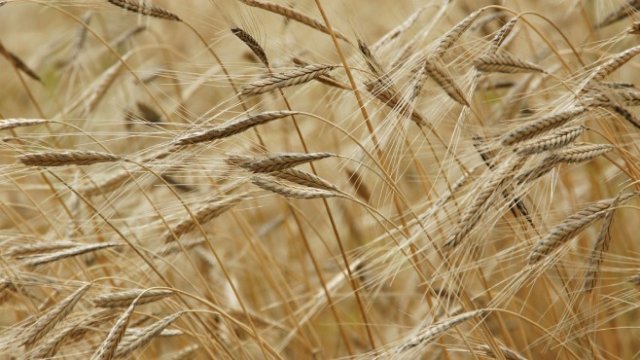 <p>
	<em>Снимка: Pixabay</em></p>
