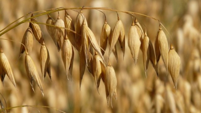 <p>
	<em>Снимка: Pixabay</em></p>
