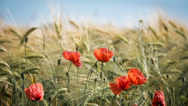 <p>
	<em>Снимка: Pixabay</em></p>
