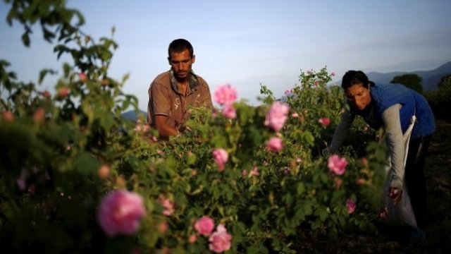 Топлата и суха зима заплашва розовите насаждения, предупреди розопроизводител