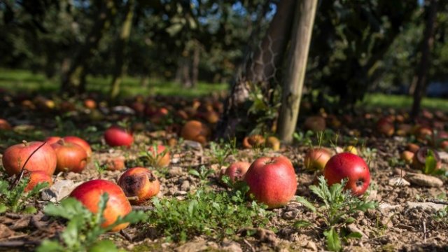 <p>
	Реколтата&nbsp;ще трябва да се прибира и след Брекзит? <em>Снимка: Bloomberg</em></p>
