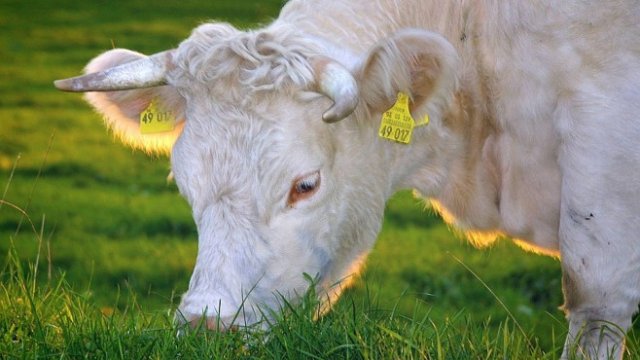 <p>
	<em>Снимка: Pixabay</em></p>
