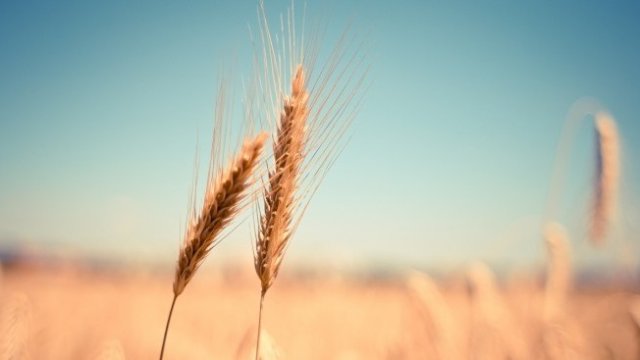 <p>
	<em>Снимка: Pixabay</em></p>
