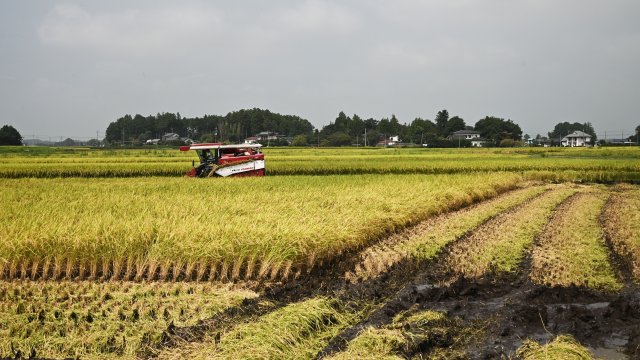 Събиране на оризова реколта в Япония. Снимка: Soichiro Koriyama/Bloomberg