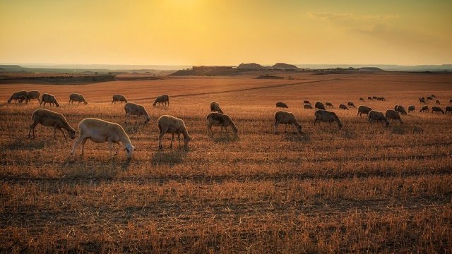 <p>
	<em>Снимка: Pixabay</em></p>
