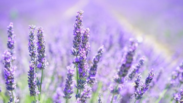 <p>
	<em>Снимка: Pixabay</em></p>
