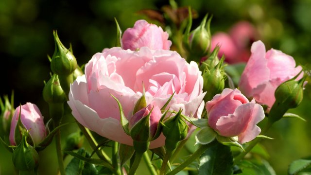 Снимка: Pexels