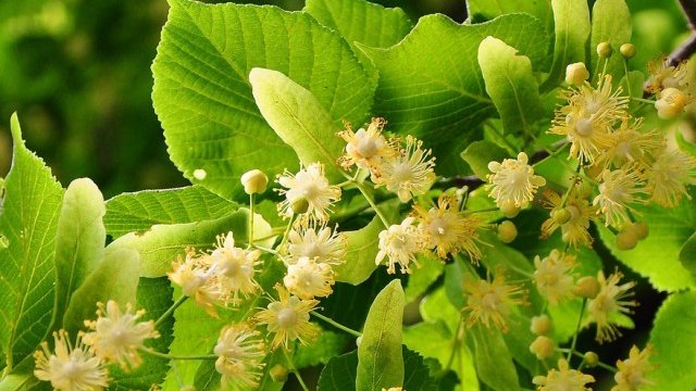 <p>
	<em>Снимка: Pixabay</em></p>
