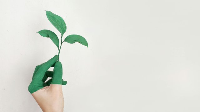 Снимка: pexels.com