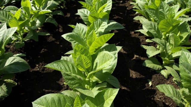 <p>
	<em>Снимка: Pixabay</em></p>
