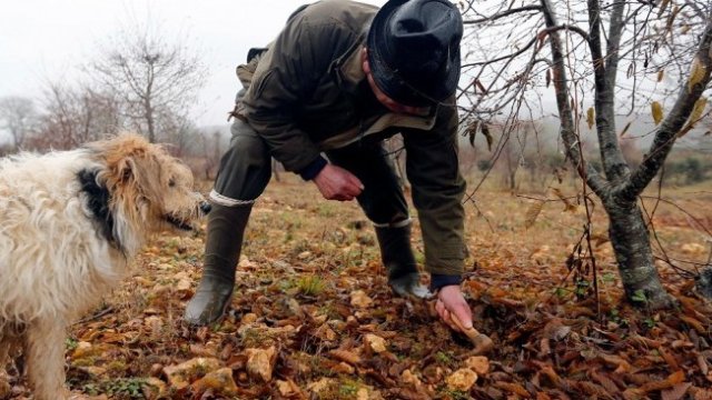 Защо парламентът се занимава с добива на трюфели?