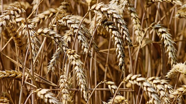 Снимка: Pixabay