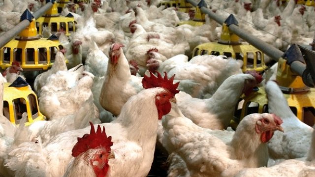 Снимка: Градус АД