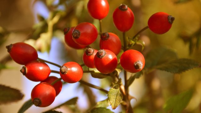 Снимка: Pixabay