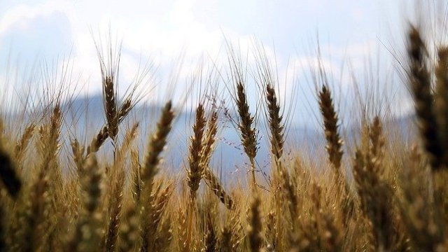 Как биотехнологиите влияят на земеделския сектор?